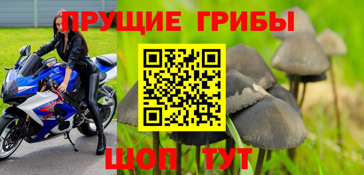 Галлюциногенные грибы Psilocybe  Вход с VPN  продажа наркотиков  Ессентуки 